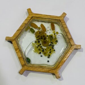 Mini Plant Cell Model